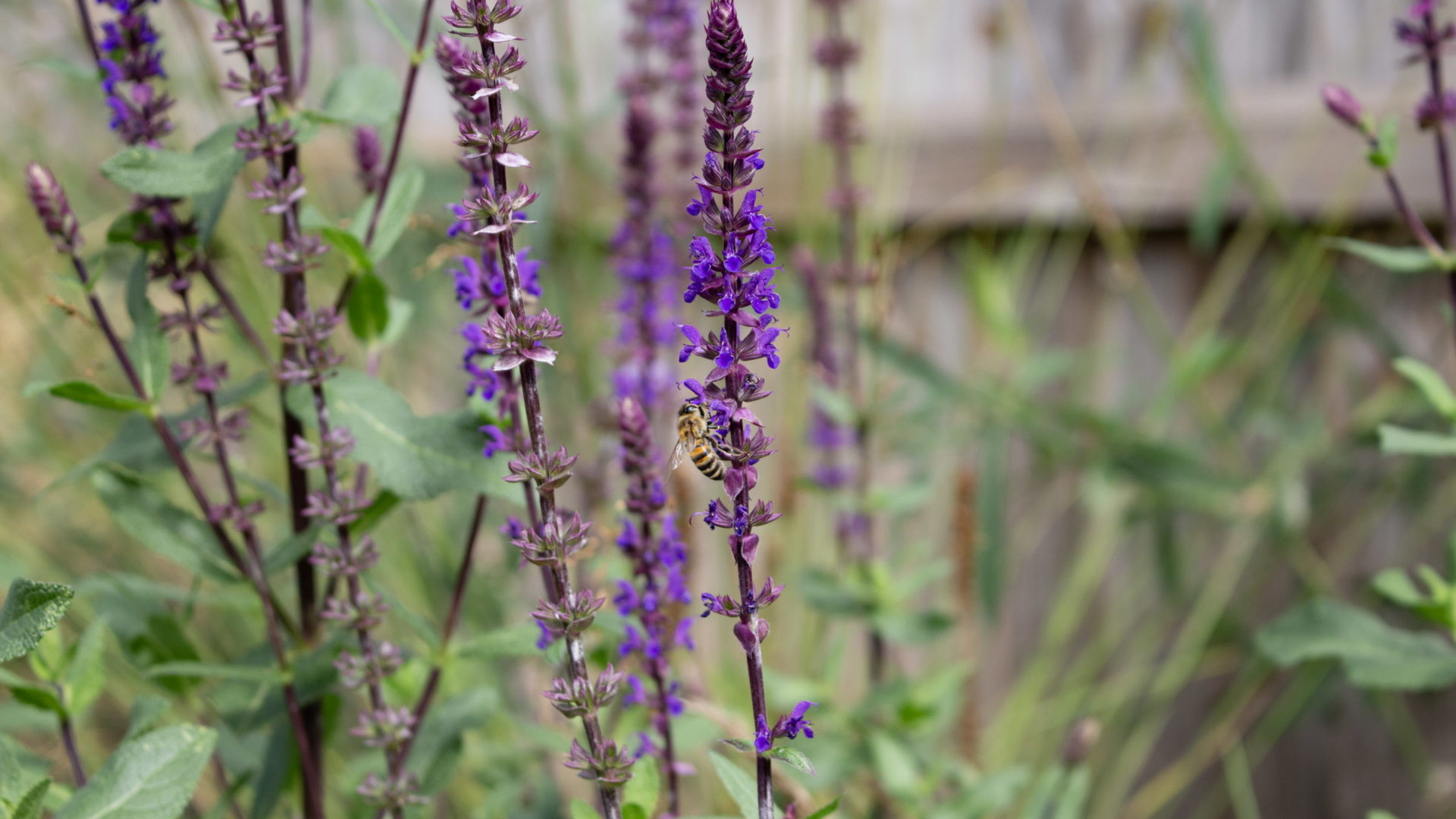 Wild Meadow Flowers: 