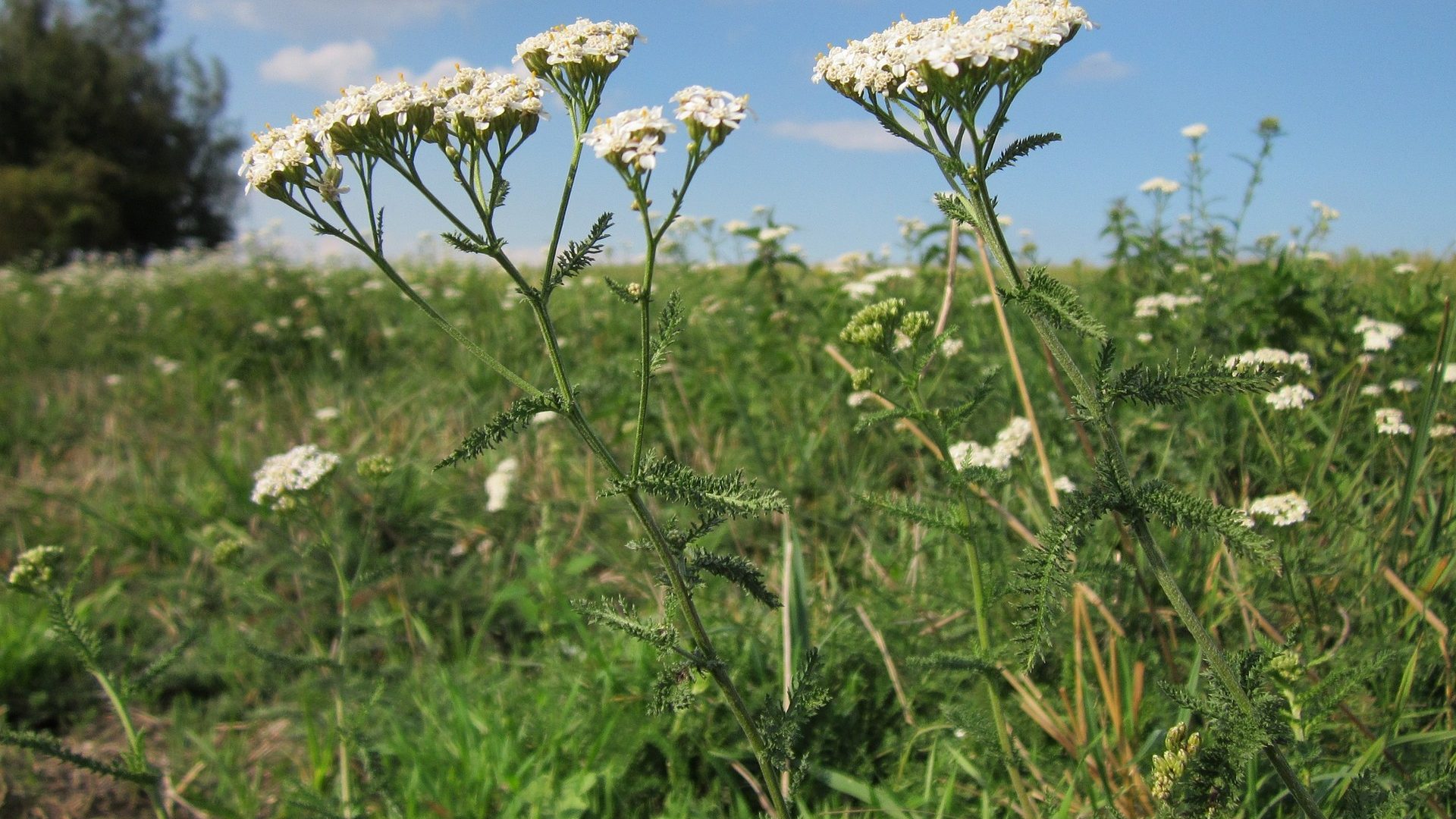 Wild Meadow Flowers: 