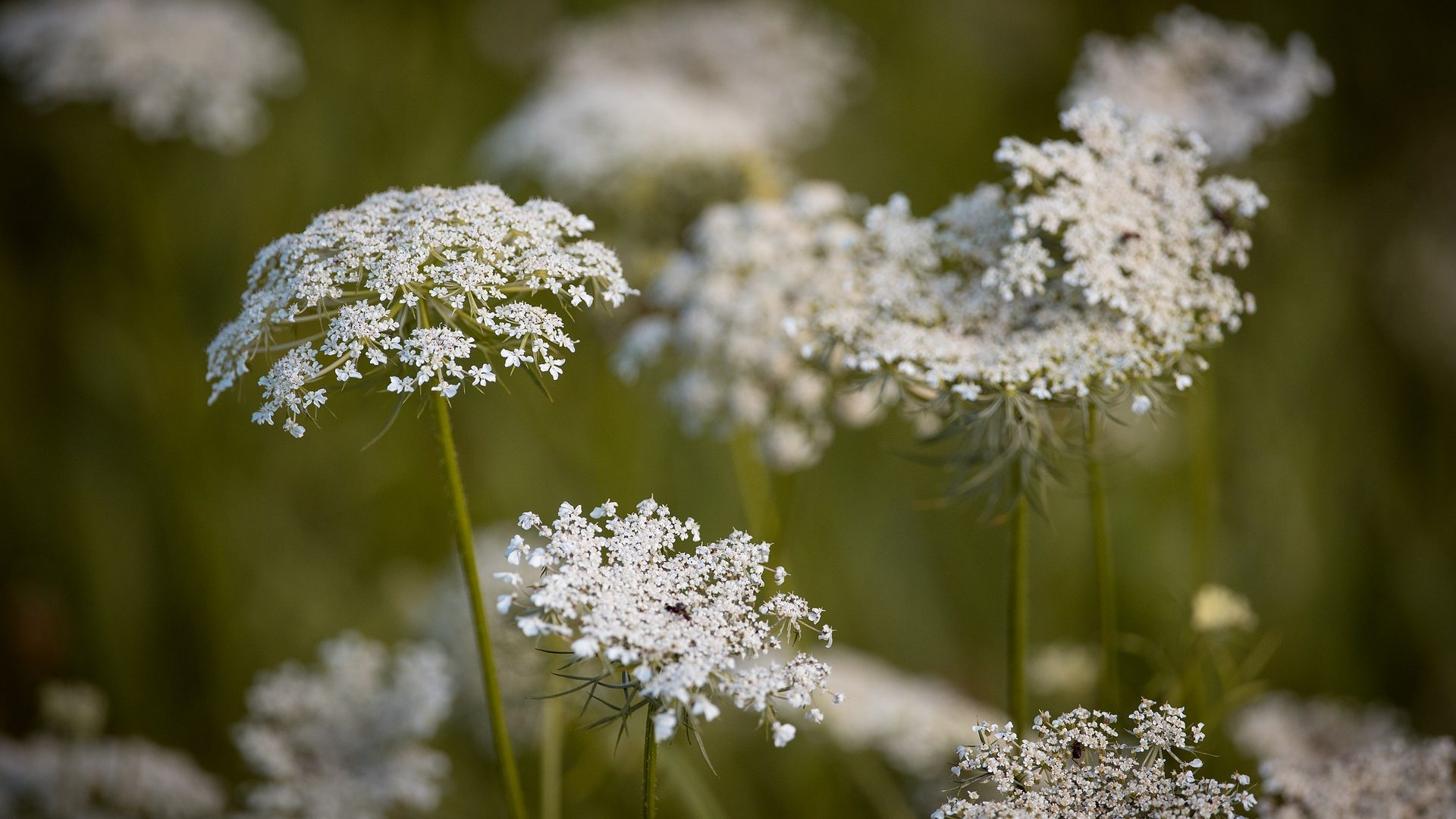 Wild Meadow Flowers: 