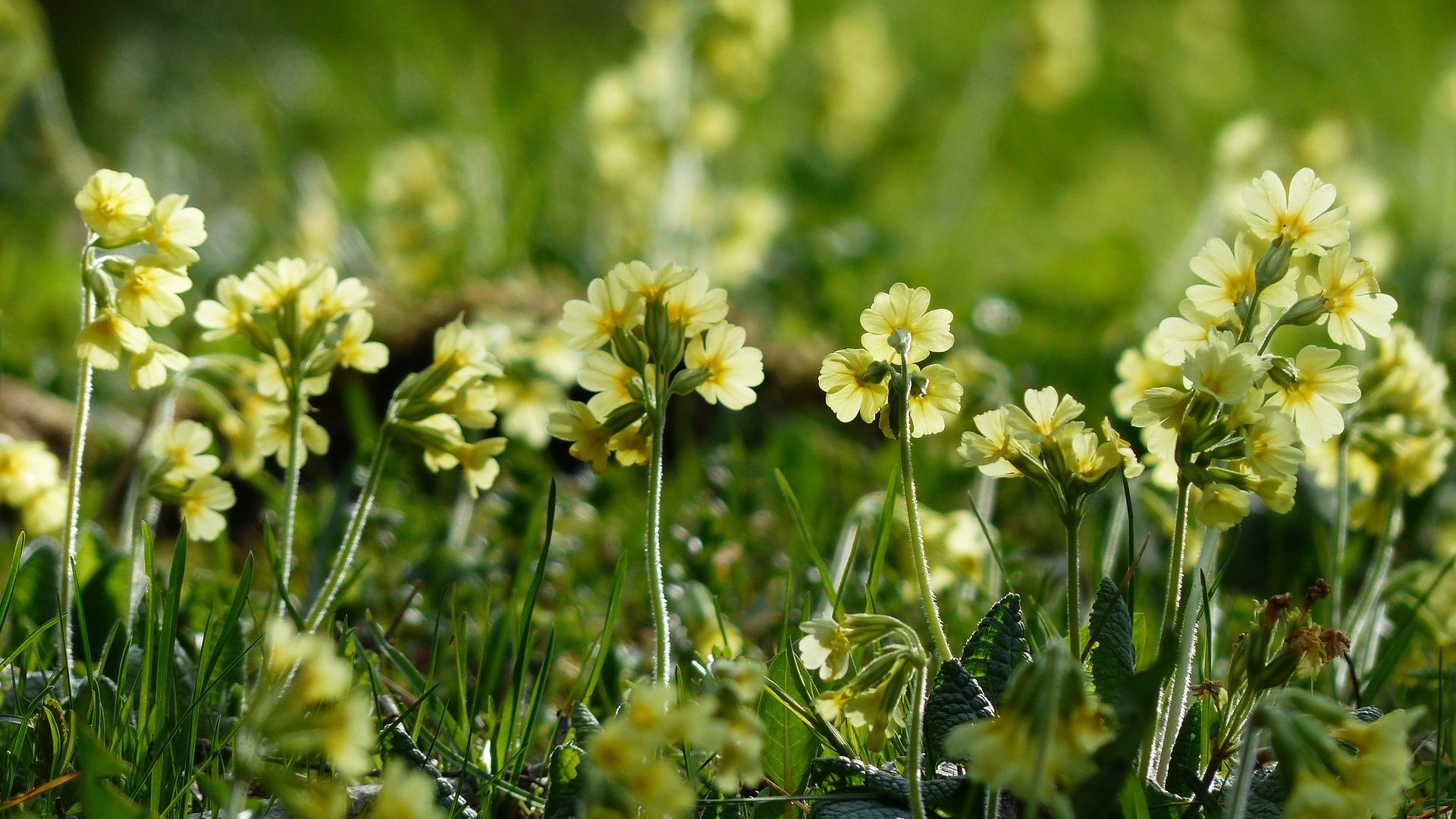 Wild Meadow Flowers: 